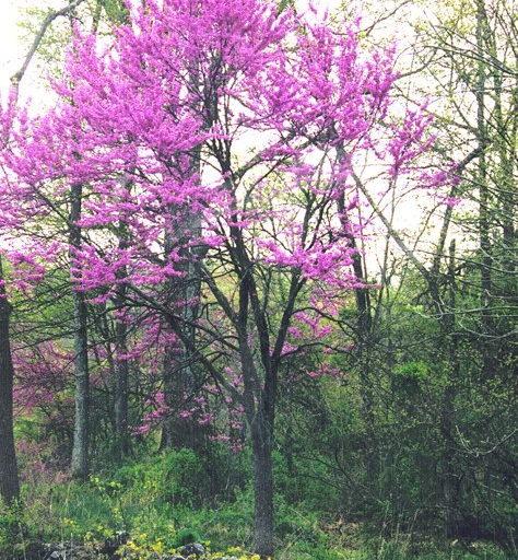 Eastern Redbud